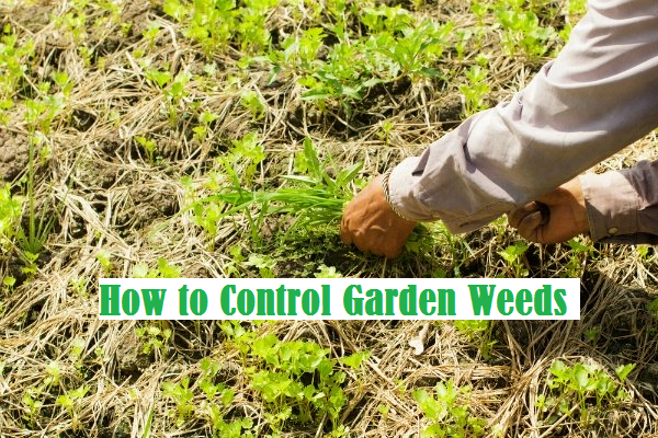 control weeds with essential things